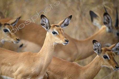 Biosphoto | 2603011 | Young Impala (Aepyceros melampus) in Tarangire National Park, Tanzania | &copy; Clément Fontaine / Biosphoto