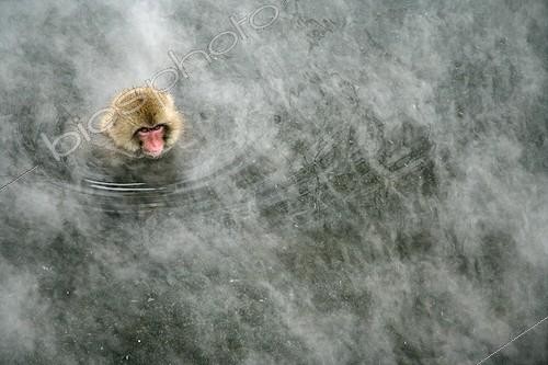 Biosphoto | 107679 | Young Japanese Macaque swimming in a warm spring Japan | &copy; Mike Lane / Biosphoto