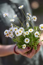 Biosphoto | 2064937 | Young lady holding a daisy plant, Provence, France | &copy; Philippe Giraud / Biosphoto
