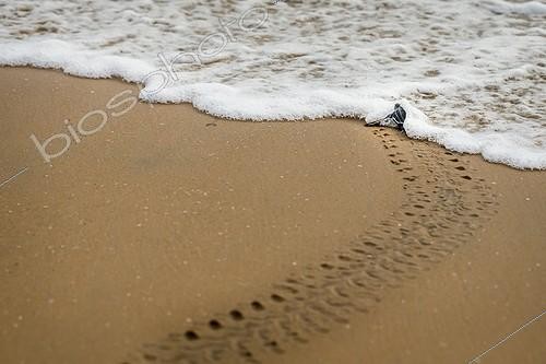 Biosphoto | 2023966 | Young Leatherback turtle crawling towards the sea - French Guiana | &copy; Manon Moulis / Biosphoto