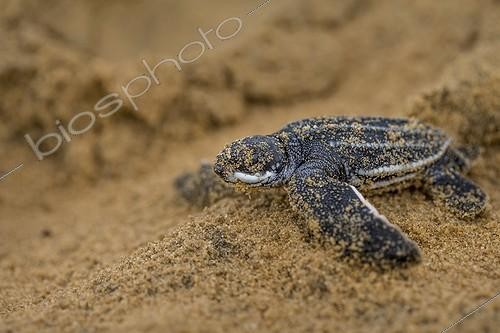 Biosphoto | 2023962 | Young Leatherback Turtle on sand - French Guiana | &copy; Manon Moulis / Biosphoto
