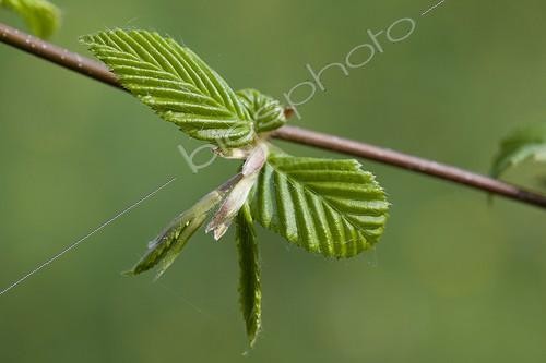 Biosphoto | 1470748 | Young leaves of an european hornbeam in springtime | &copy; NouN / Biosphoto