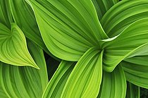 Biosphoto | 909179 | Young leaves of False Helleborine Auvergne France | &copy; Philippe Bousseaud / Biosphoto