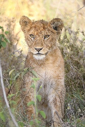 Biosphoto | 2603033 | Young lion (Panthera leo) in tall grass in the Serengeti, Tanzania | &copy; Clément Fontaine / Biosphoto