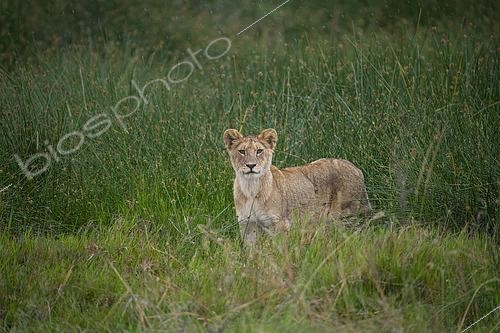 Biosphoto | 2603021 | Young lion (Panthera leo) looking at the camera with green rushes in the background in Serengeti National Park, Tanzania | &copy; Clément Fontaine / Biosphoto