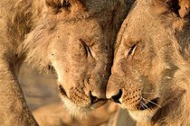 Biosphoto | 2043914 | Young Lions cuddling - Savuti Botswana | &copy; Pierre Vernay / Biosphoto
