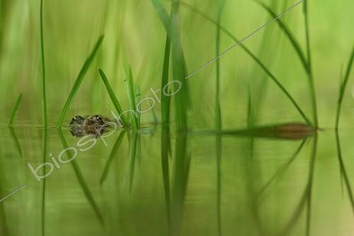 Biosphoto | 1779647 | Young Lowland Frog in freshwater spring France | &copy; Quentin Martinez / Biosphoto