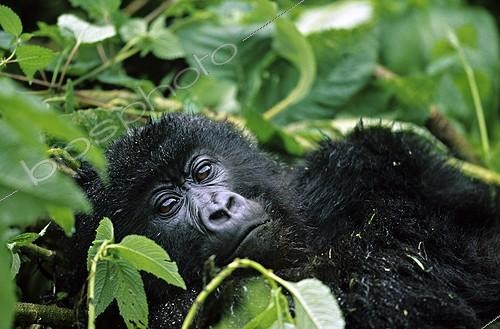 Biosphoto | 687159 | Young mountain gorilla resting Rwanda  | &copy; Cyril Ruoso / Biosphoto