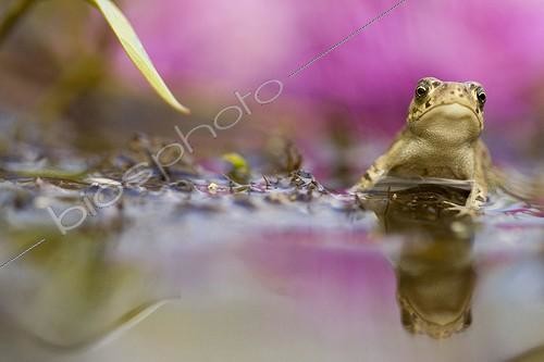 Biosphoto | 1778953 | Young Natterjack Toad a reed Indre France  | &copy; Quentin Martinez / Biosphoto