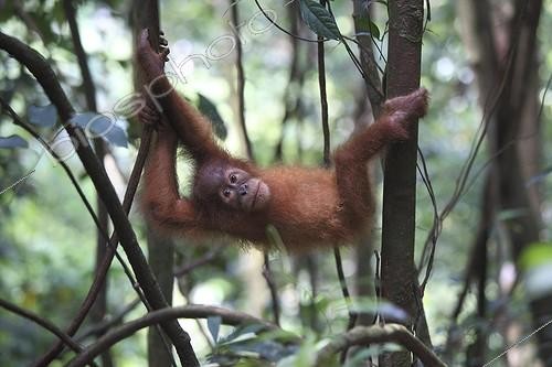 Biosphoto | 1133532 | Young Orang-utan in Sumatra undergrowth PN Gunung Leuser | &copy; Antoine Boureau / Biosphoto