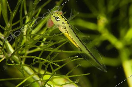 Biosphoto | 2621901 | Young Palmate newt (Lissotriton helveticus), city of Couffy, Loir et Cher, France | &copy; Bruno Guénard / Biosphoto