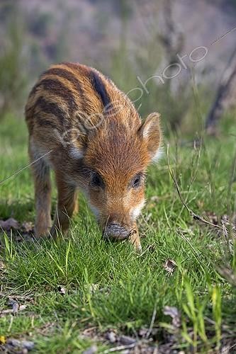 Biosphoto | 1987708 | Young Pig Eurasia in the grass - France  ; Private park | &copy; Sylvain Cordier / Biosphoto