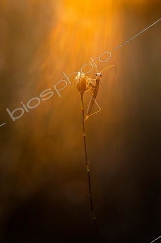 Biosphoto | 2027304 | Young Praying mantis on dry flower in the garrigue - France  | &copy; Patrick Goujon / Biosphoto