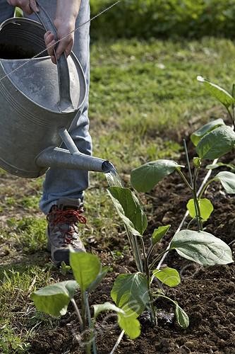 Biosphoto | 603452 | Young red-haired girl watering eggplants in a kitchen garden | &copy; Philippe Giraud / Biosphoto