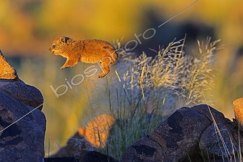 Biosphoto | 1822134 | Young Rock hyrax jumping on rock South Namibia | &copy; Alain Mafart-Renodier / Biosphoto