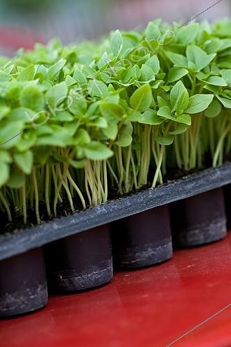 Biosphoto | 891078 | Young seedlings of basil in a tray | &copy; Philippe Giraud / Biosphoto