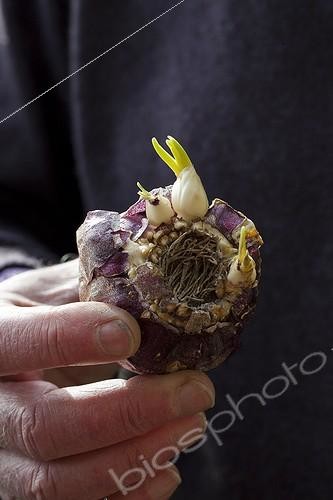 Biosphoto | 1623126 | Young shoot of hyacinth in a garden | &copy; Gilles Le Scanff & Joëlle-Caroline Mayer / Biosphoto