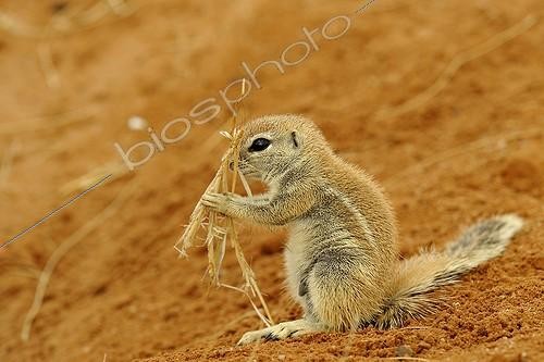 Biosphoto | 1957996 | Young South African Ground Squirrel and dry grass - Namibia | &copy; Claude Thouvenin / Biosphoto