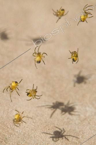 Biosphoto | 1178867 | Young spiders in a web community France  | &copy; André Simon / Biosphoto
