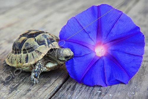 Biosphoto | 2450191 | Young Spur-thighed tortoise (Testudo graeca) eating Ipomoea flower | &copy; Eric Guilloret / Biosphoto