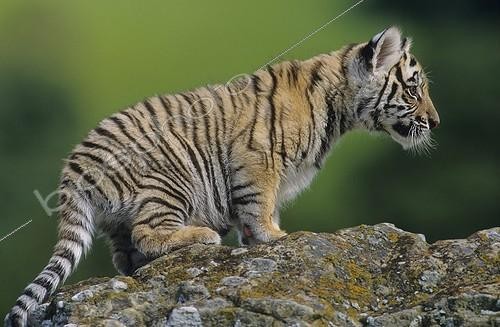 Biosphoto | 1480997 | Young tiger on a rock | &copy; Sylvain Cordier / Biosphoto