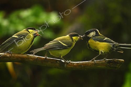 Biosphoto | 2081574 | Young tits (Parus major) loud at demanded food from their mothers in the rain. | &copy; Zoltan Ritzel / Biosphoto