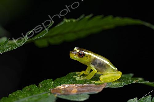 Biosphoto | 2564656 | Young tree frog (Osteocephalus mutabor), Ecuador. | &copy; Vincent Premel / Biosphoto