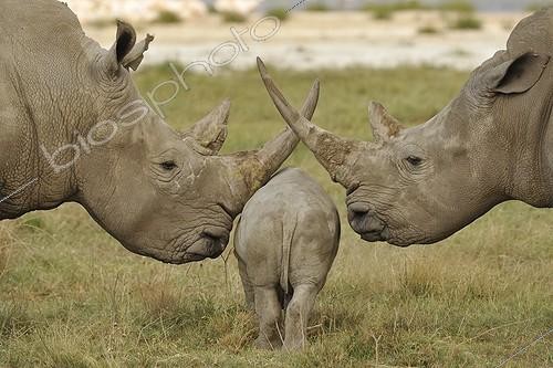 Biosphoto | 1359375 | Young White Rhinoceros between its parents Lake Nakuru NP | &copy; Patrick Kientz / Biosphoto
