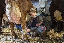Biosphoto | 2561139 | Young woman farmer milking Abondance cows in a barn to make Reblochon cheese with the milk, La Clusaz, Haute-Savoie, France. EDITORIAL ONLY. Photography by Antoine Boureau. | &copy; Antoine Boureau / Biosphoto