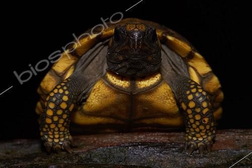 Biosphoto | 2017168 | Young Wood Turtle - Nouragues French Guiana  | &copy; Quentin Martinez / Biosphoto