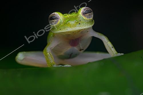 Biosphoto | 2564622 | Yuruani Glassfrog (Hyalinobatrachium iaspidiense), French Guiana | &copy; Vincent Premel / Biosphoto