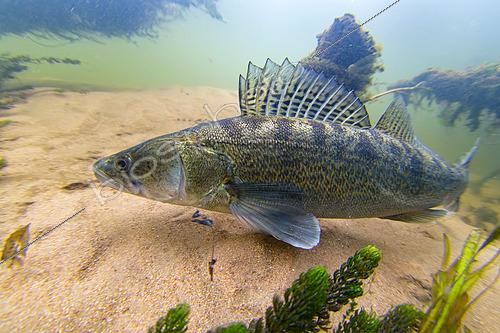 Biosphoto | 2610239 | Zander (Sander lucioperca) resting at the bottom of the Cher river, Municipality of Couffy, France | &copy; Bruno Guénard / Biosphoto