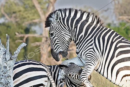 Biosphoto | 2623101 | Zèbre de Burchell (Equus quagga burchellii), combat, Botswana | &copy; Michel Bureau / Biosphoto