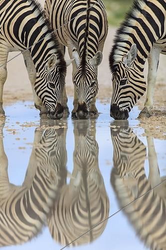 Biosphoto | 1823583 | Zèbres de plaine buvant après la pluie Etosha Namibie | &copy; Alain Mafart-Renodier / Biosphoto
