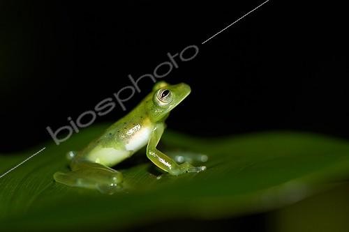 Biosphoto | 2017131 | Zidok Cochran Frog on leaf - Nouragues French Guiana  | &copy; Quentin Martinez / Biosphoto