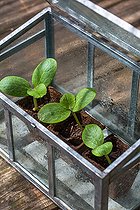 Biosphoto | 2084053 | Zucchini seedlings in miniature glass greenhouse, Provence, France | &copy; Philippe Giraud / Biosgarden / Biosphoto