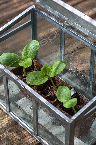 Biosphoto | 2084053 | Zucchini seedlings in miniature glass greenhouse, Provence, France | &copy; Philippe Giraud / Biosgarden / Biosphoto