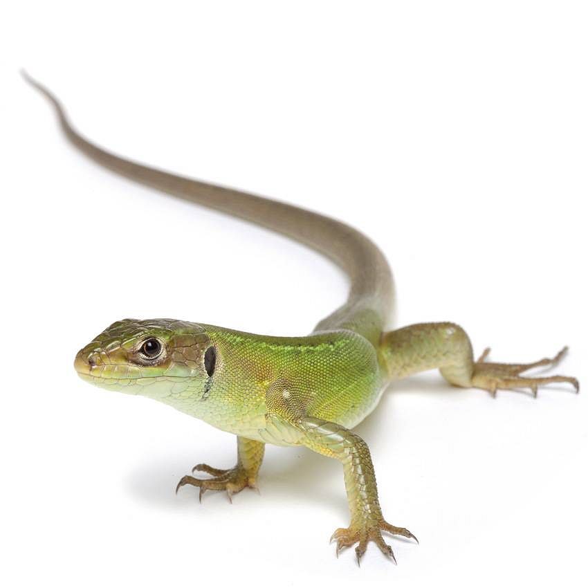 Petit bestiaire de Provence