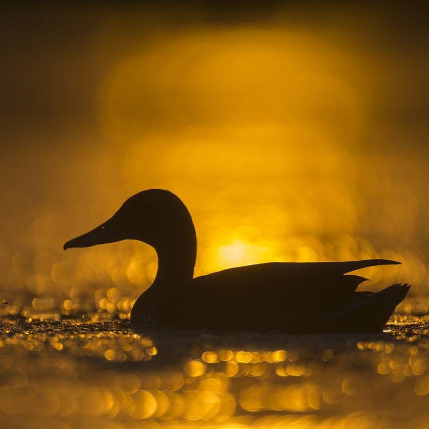 La nature est d'or