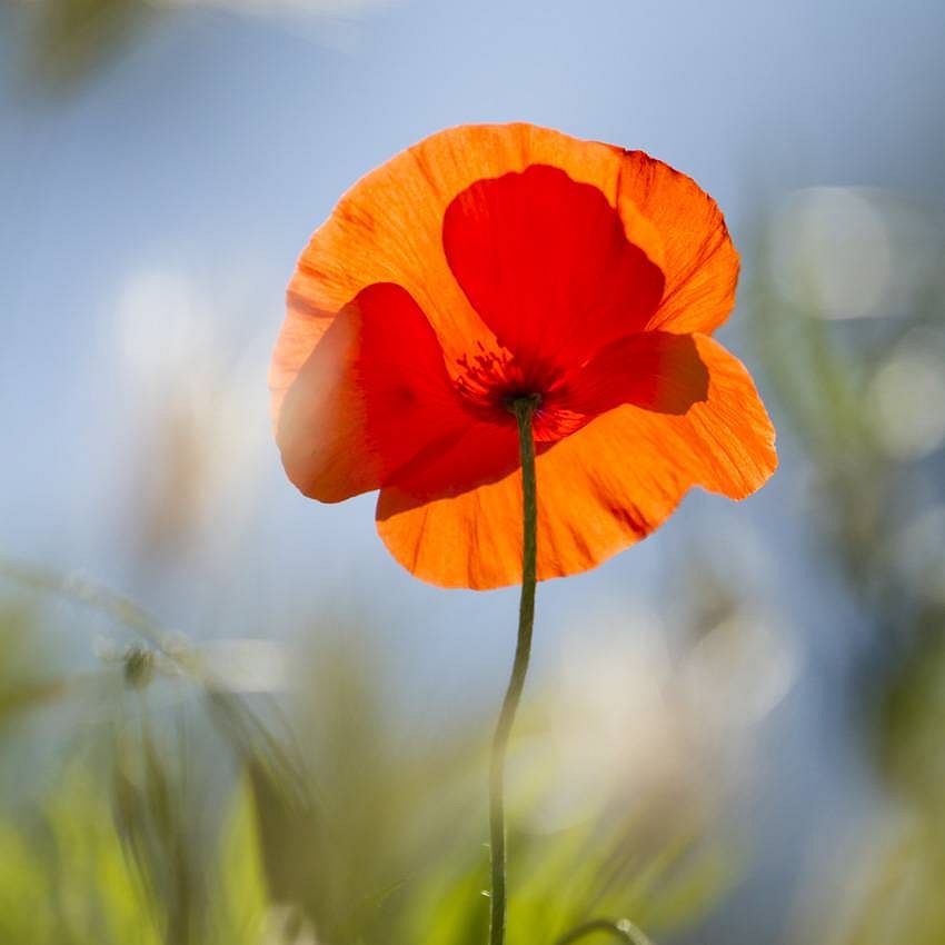 Un air de printemps