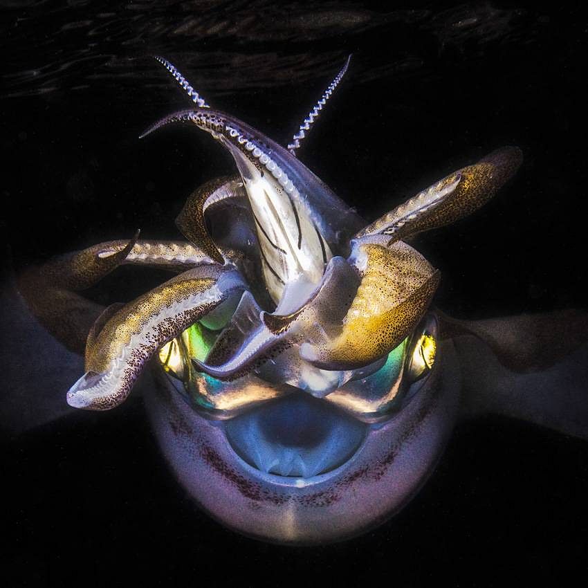 Iridescence
