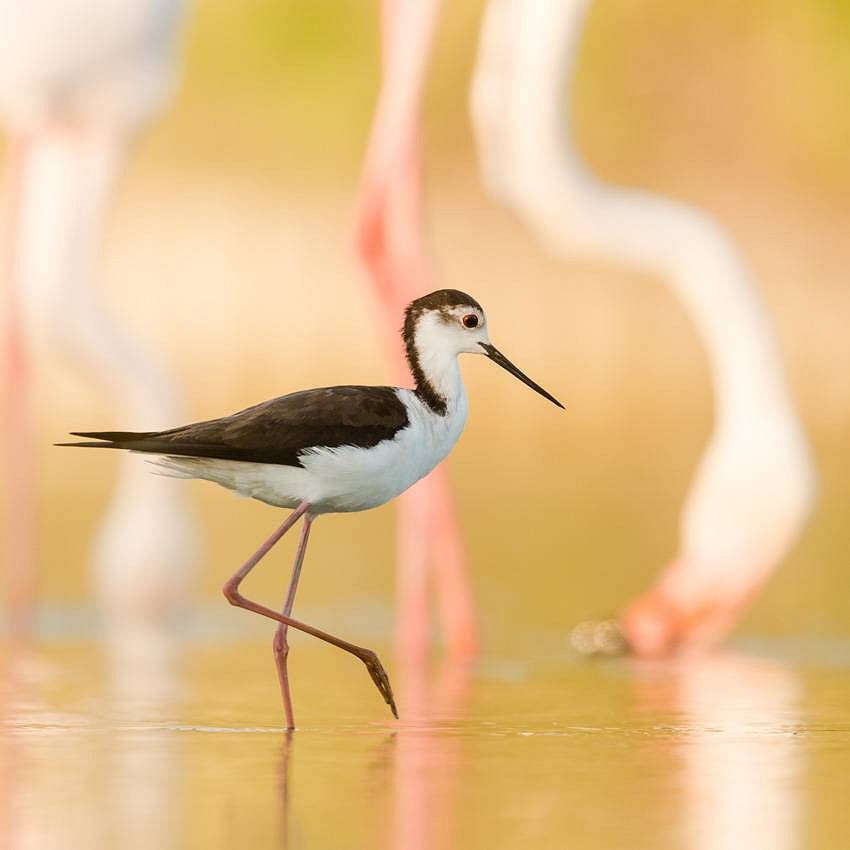 BIA : la passion des oiseaux
