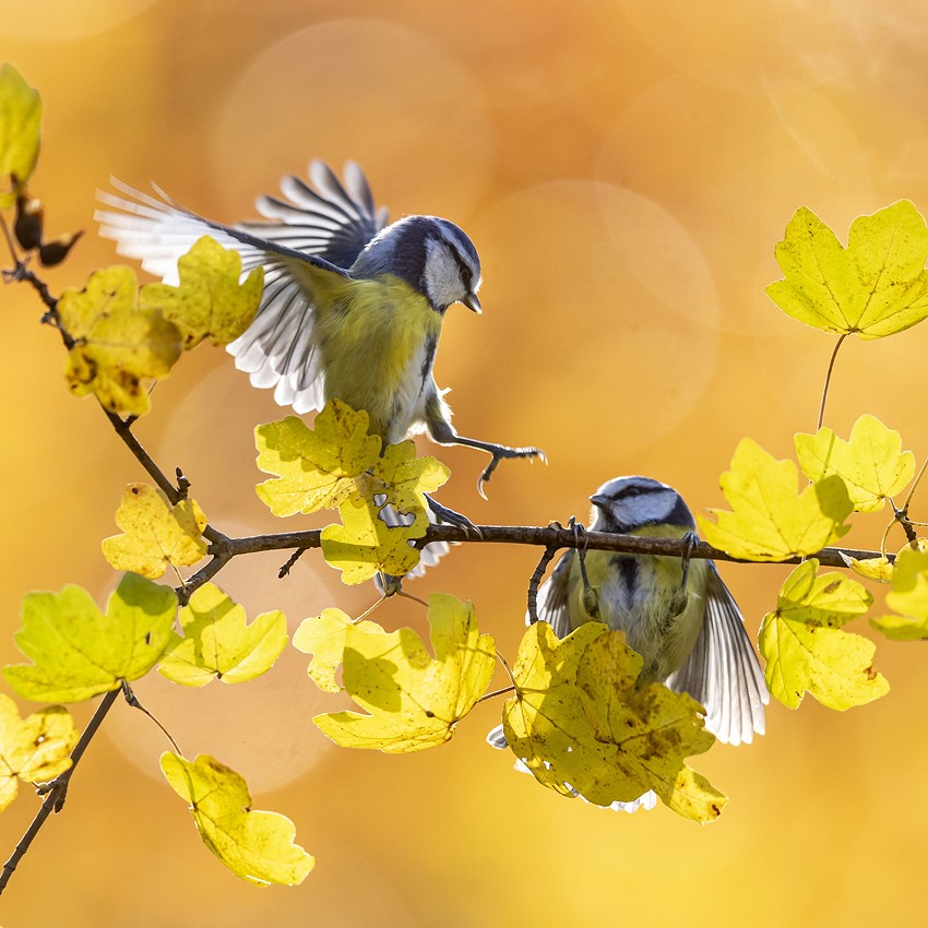Automne