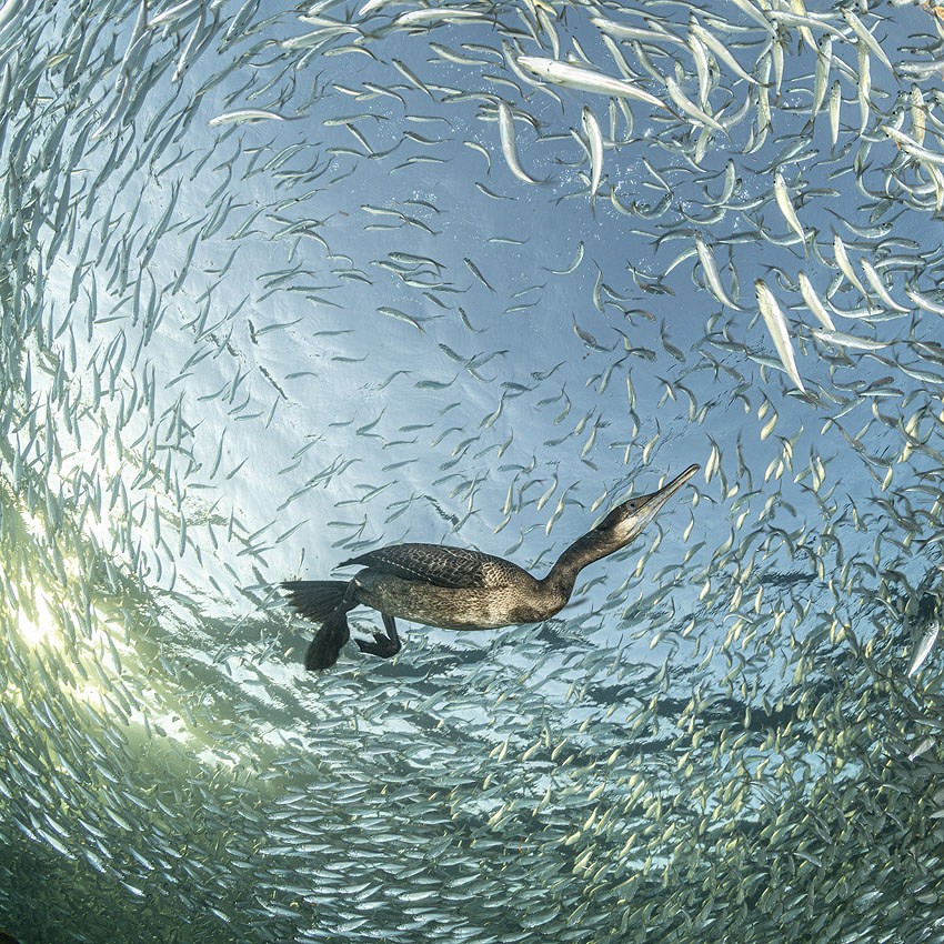 Franco Banfi – Distinctions au concours Bird Photographer of the Year 2025