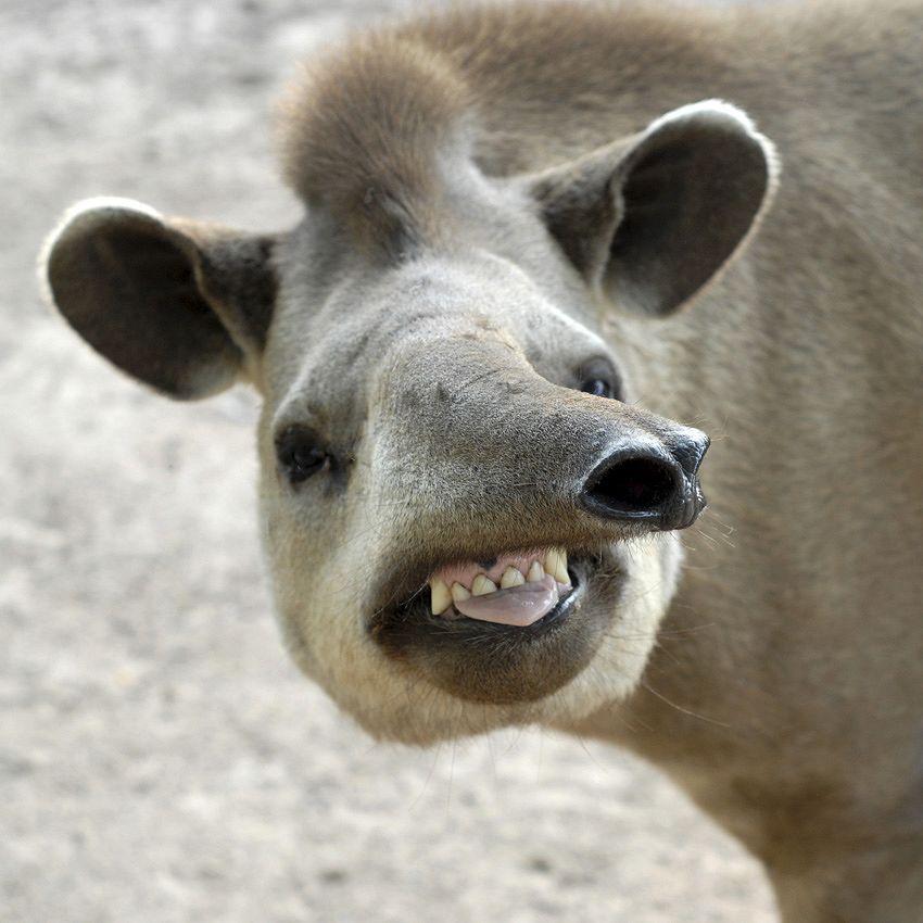 Incroyables animaux : moches