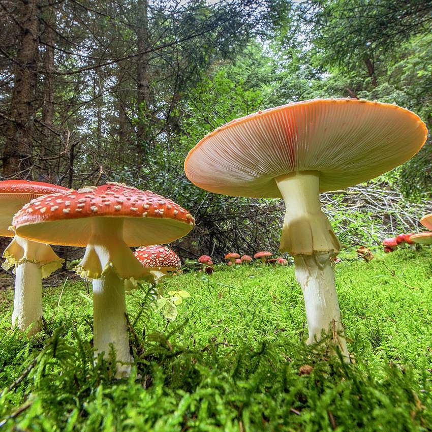 The Kingdom of Fungi
