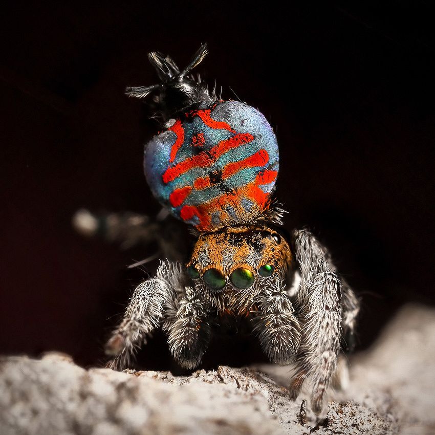 Incroyables animaux : adorables araignées