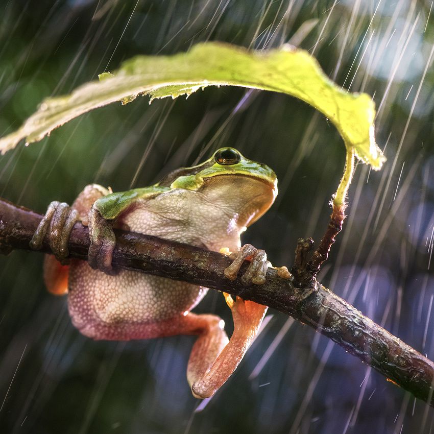 Incroyables animaux : météorologues