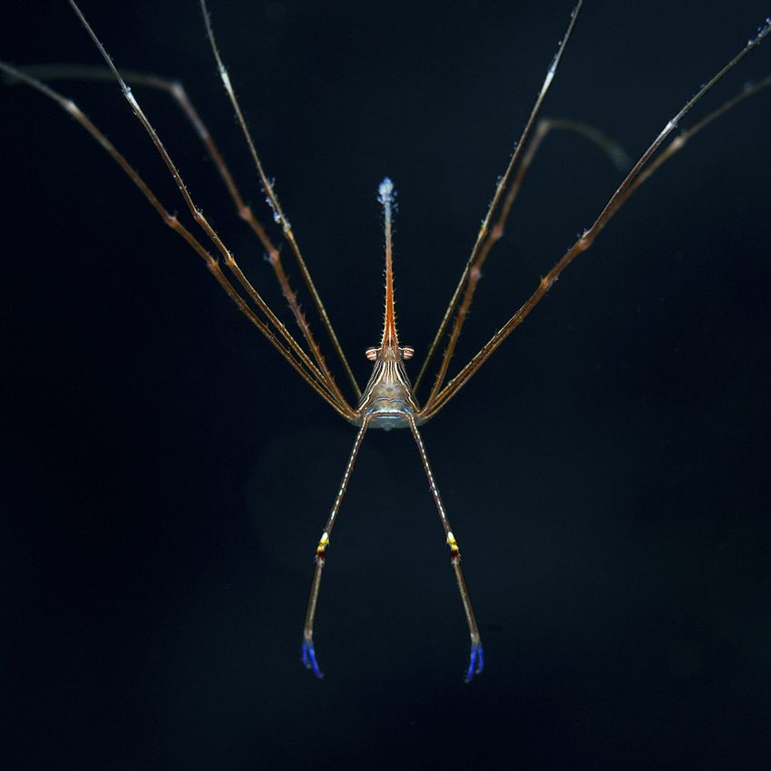 Incroyables animaux : abracadabrants crabes 