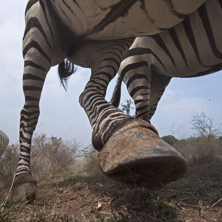 Incroyables animaux : doigts impairs